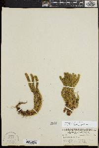 Huperzia selago image