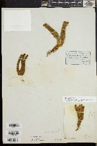 Huperzia selago image