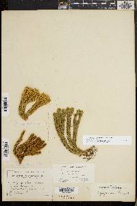 Huperzia selago image