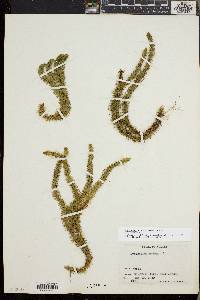 Huperzia selago image