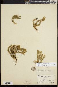 Huperzia selago image