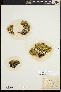 Huperzia selago image