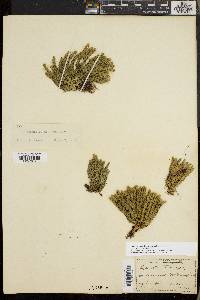 Huperzia selago image