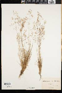 Agrostis canina image