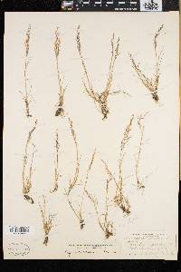 Agrostis canina image