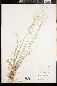 Agrostis borealis image