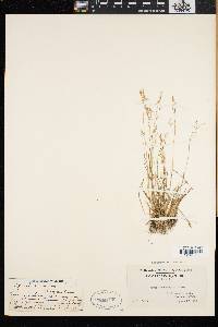 Agrostis borealis image