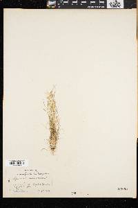 Agrostis borealis image