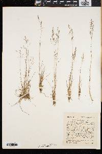 Agrostis borealis image