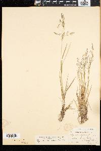 Agrostis mertensii image