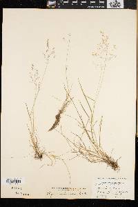 Agrostis mertensii image