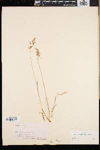 Deschampsia cespitosa var. alpina image