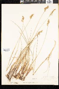 Anthoxanthum monticola image
