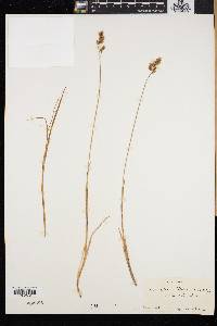 Anthoxanthum monticola image