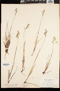 Anthoxanthum monticola image