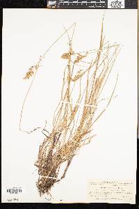 Anthoxanthum monticola image