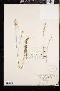 Anthoxanthum monticola image