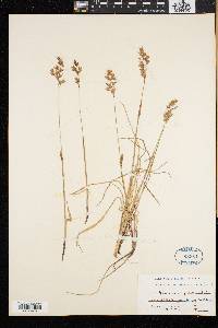 Anthoxanthum monticola image