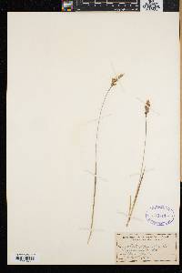 Anthoxanthum monticola image