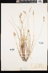 Anthoxanthum monticola image