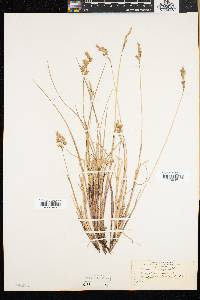 Anthoxanthum monticola image