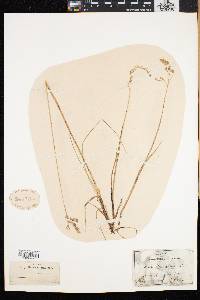 Anthoxanthum monticola image