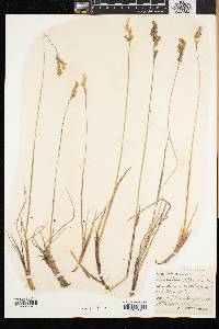 Anthoxanthum monticola image