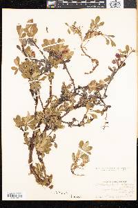 Arctostaphylos alpina image