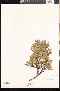 Arctostaphylos alpina image