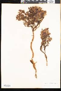 Arctostaphylos alpina image