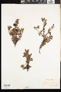 Mairania alpina image