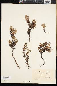 Arctostaphylos alpina image