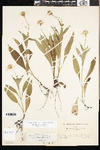Arnica lanceolata image