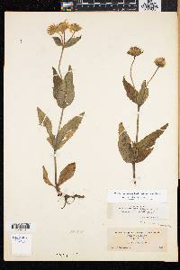 Arnica lanceolata image