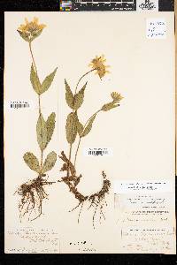 Arnica lanceolata image
