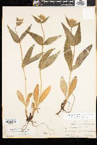 Arnica lanceolata image