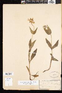 Arnica lanceolata image