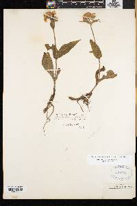 Arnica lanceolata image