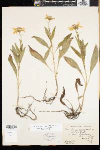 Arnica lanceolata image