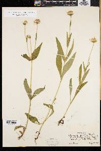 Arnica lanceolata image