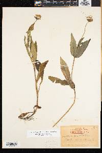 Arnica lanceolata image
