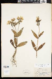 Arnica lanceolata image