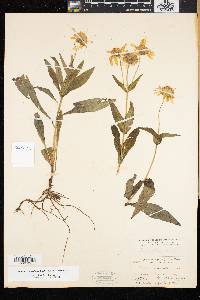 Arnica lanceolata image