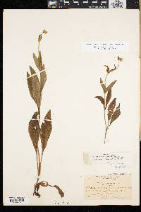 Arnica lanceolata image