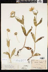 Arnica lanceolata image