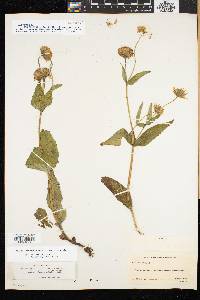 Arnica lanceolata image