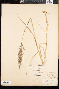 Calamagrostis canadensis var. langsdorffii image