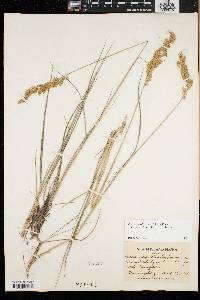 Calamagrostis stricta subsp. inexpansa image