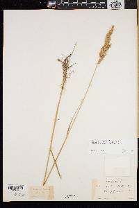 Calamagrostis stricta image