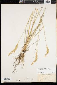 Calamagrostis stricta subsp. inexpansa image
